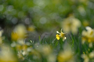 Fleur des bois en proxiphoto