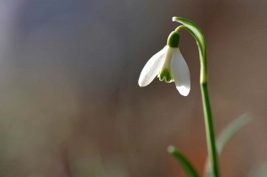 Fleur des bois en proxiphoto