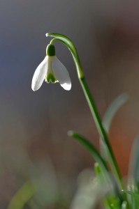 Fleur des bois en proxiphoto