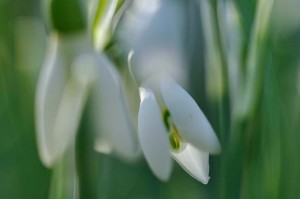 Fleur des bois en proxiphoto