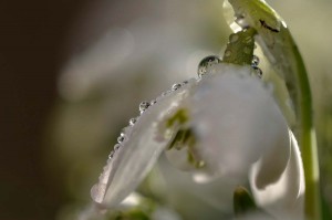 Fleur des bois en proxiphoto