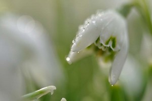 Fleur des bois en proxiphoto