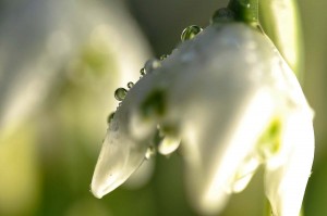 Fleur des bois en proxiphoto