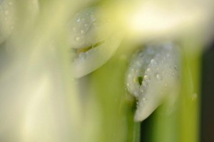 Fleur des bois en proxiphoto