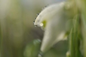 Fleur des bois en proxiphoto