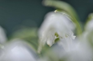 Fleur des bois en proxiphoto