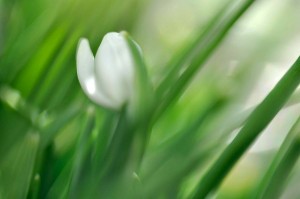 Fleur des bois en proxiphoto