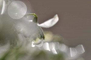 Fleur des bois en proxiphoto