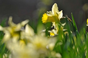 Fleur des bois en proxiphoto