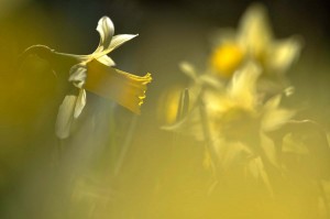 Fleur des bois en proxiphoto