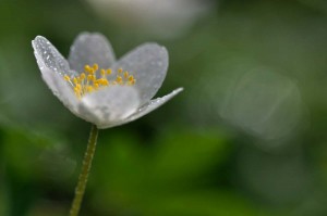Fleur des bois en proxiphoto