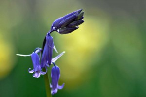 Fleur des bois en proxiphoto