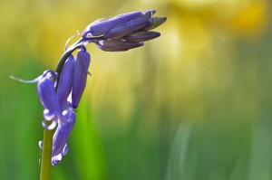Fleur des bois en proxiphoto