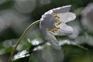 Fleur des bois en proxiphoto