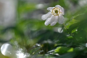 Fleur des bois en proxiphoto