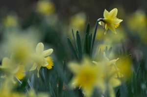 Fleur des bois en proxiphoto