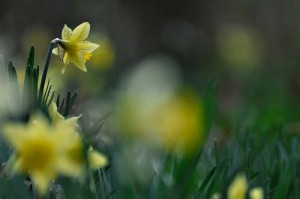 Fleur des bois en proxiphoto