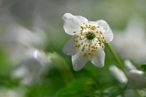 Fleur des bois en proxiphoto