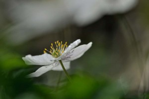 Fleur des bois en proxiphoto