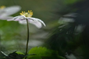 Fleur des bois en proxiphoto