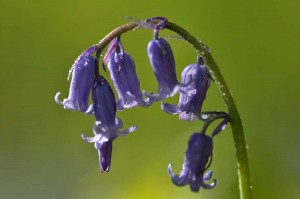 Fleur des bois en proxiphoto