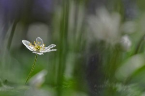 Fleur des bois en proxiphoto
