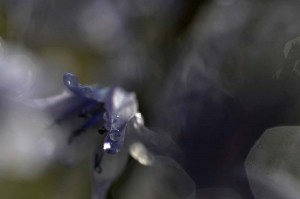 Fleur des bois en proxiphoto