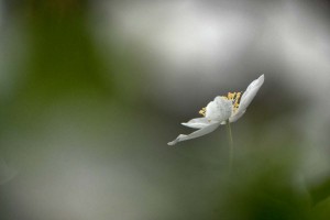 Fleur des bois en proxiphoto