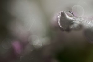 Rosée et gouttes d'eau en proxiphoto