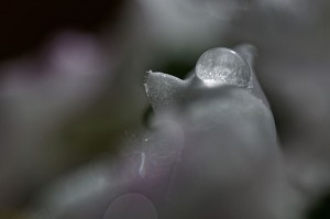 Rosée et gouttes d'eau en proxiphoto