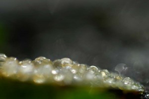 Rosée et gouttes d'eau en proxiphoto