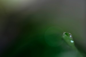 Rosée et gouttes d'eau en proxiphoto