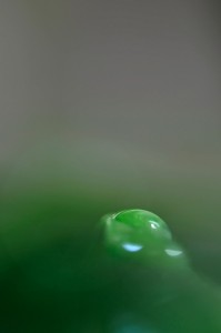 Rosée et gouttes d'eau en proxiphoto