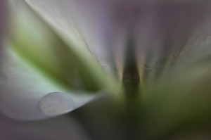 Rosée et gouttes d'eau en proxiphoto