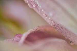Rosée et gouttes d'eau en proxiphoto