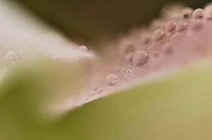 Rosée et gouttes d'eau en proxiphoto
