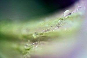 Rosée et gouttes d'eau en proxiphoto
