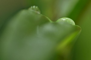 Rosée et gouttes d'eau en proxiphoto