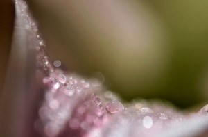 Rosée et gouttes d'eau en proxiphoto