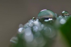 Rosée et gouttes d'eau en proxiphoto