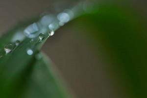 Rosée et gouttes d'eau en proxiphoto
