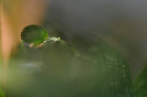 Rosée et gouttes d'eau en proxiphoto