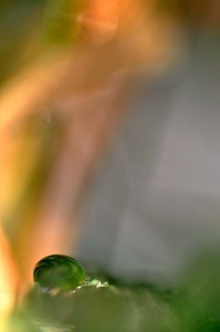 Rosée et gouttes d'eau en proxiphoto