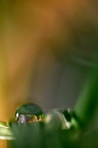 Rosée et gouttes d'eau en proxiphoto