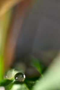Rosée et gouttes d'eau en proxiphoto