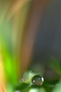 Rosée et gouttes d'eau en proxiphoto