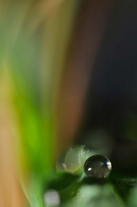 Rosée et gouttes d'eau en proxiphoto