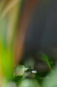 Rosée et gouttes d'eau en proxiphoto