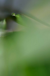 Rosée et gouttes d'eau en proxiphoto