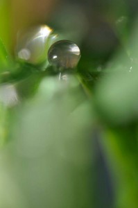 Rosée et gouttes d'eau en proxiphoto